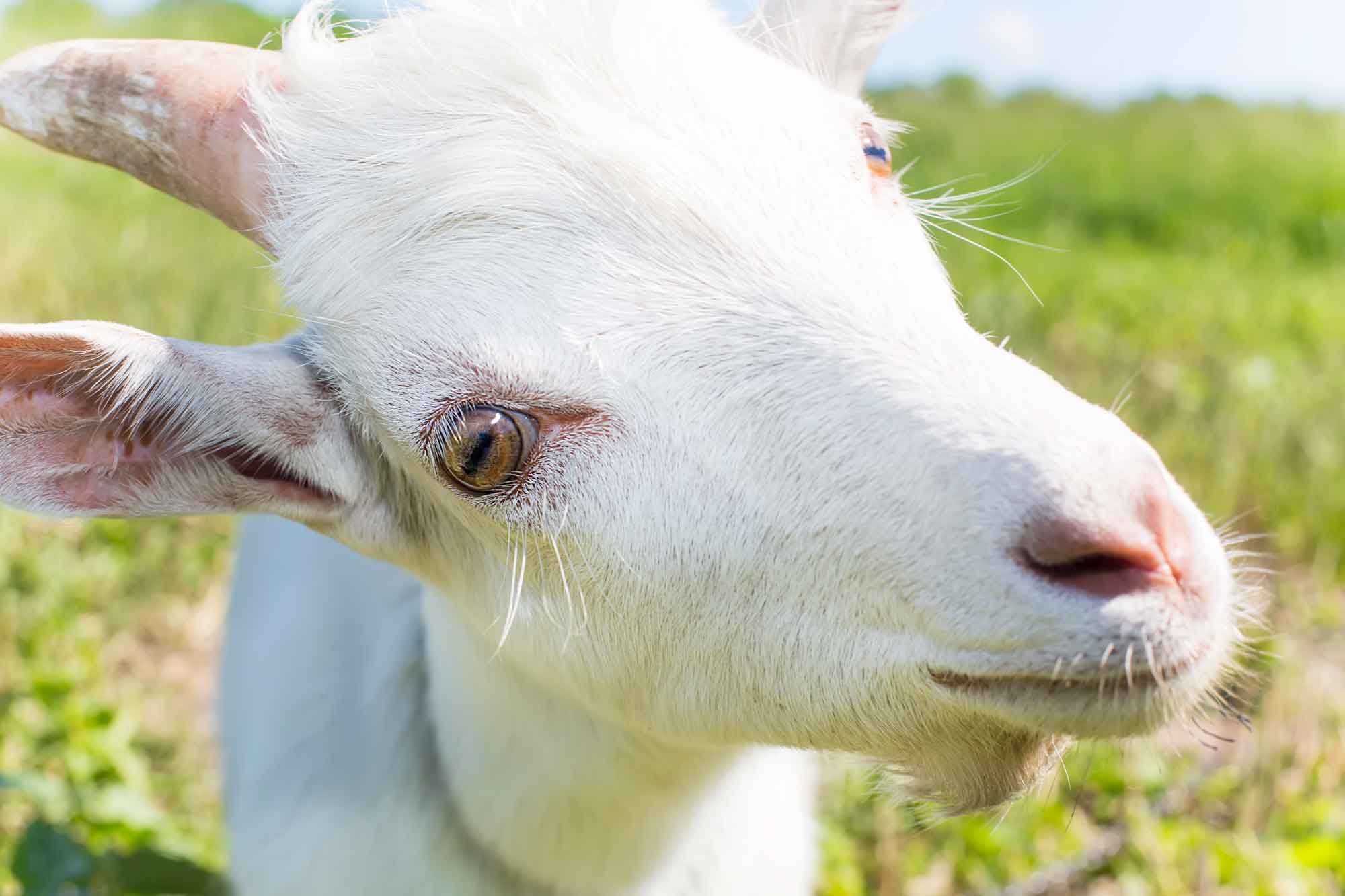 Ogen Van Een Berggeit Driegeleding Bij Zoogdieren Geitachtigen: